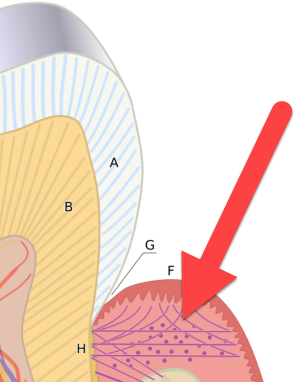 gum fibers stretched