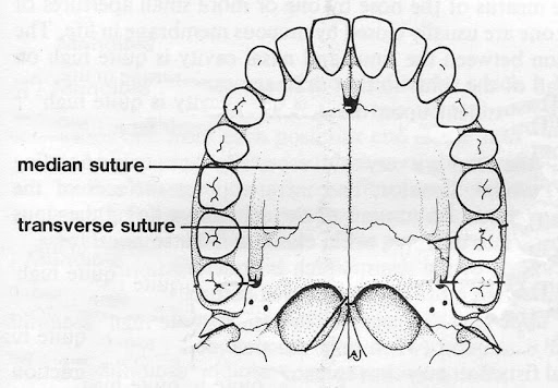 Palatal Bones Graphic